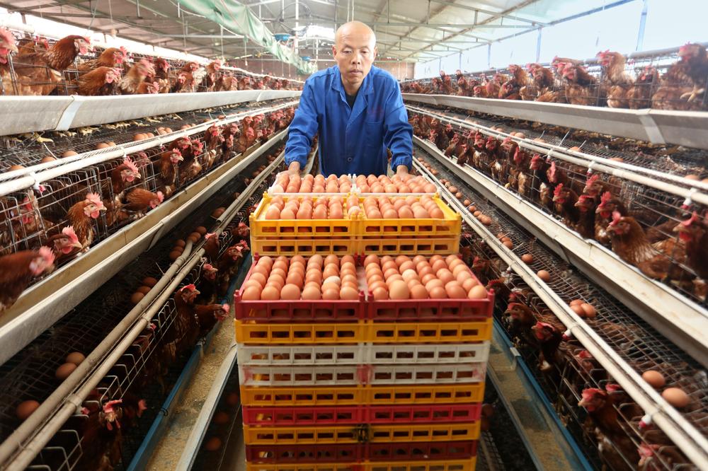 仁寿县：坚持党建引领 赋能乡村振兴