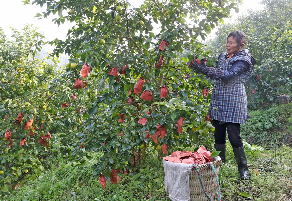 广安：乡村果飘香 柠檬采摘忙