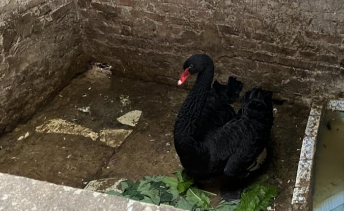 青神县救助一只国家二级保护动物黑天鹅