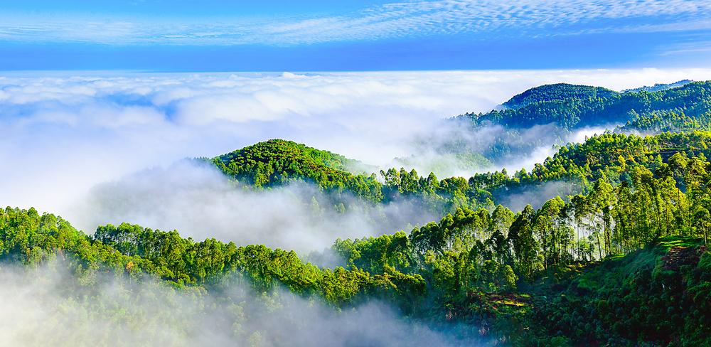 竹子联通世界 青神因竹美好