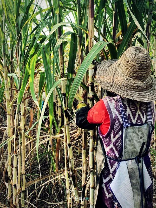 相约“蔗”里，内江市市中区大湾村蔗农管护忙