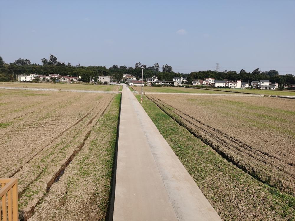 光辉村：千亩冬闲田再披“绿装” 增收保粮有希望