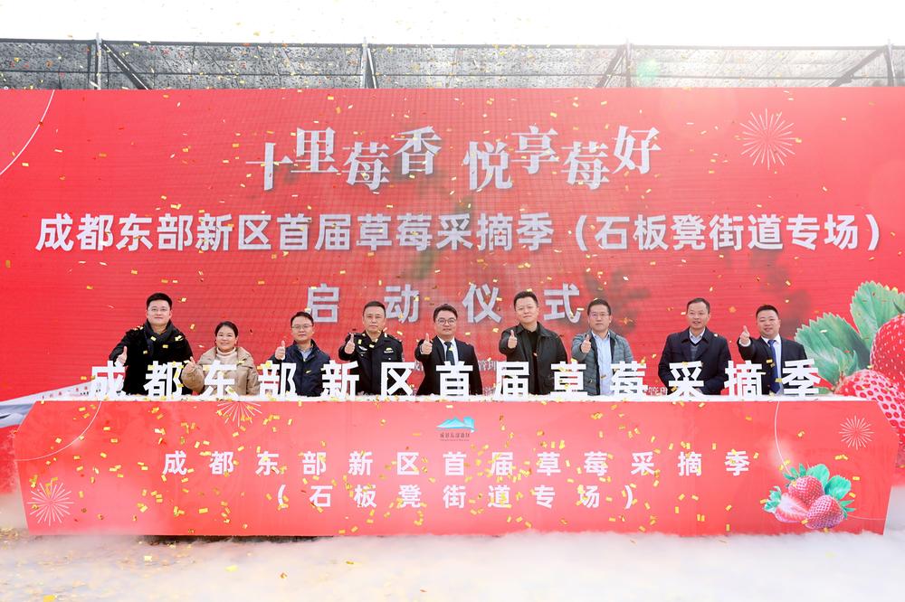 不负十里“莓”香  成都东部新区首届草莓采摘季（石板凳街道专场）热闹启幕