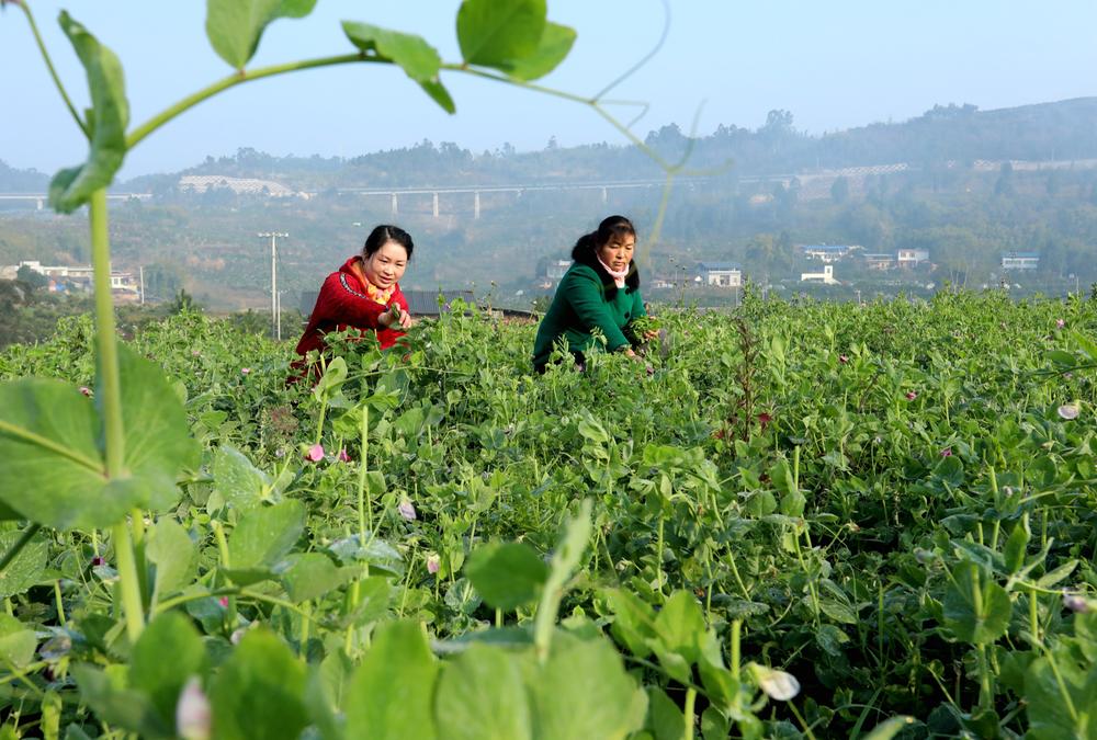 中合村：24小时从田间到餐桌 电商“引擎”拉动乡村振兴加速跑