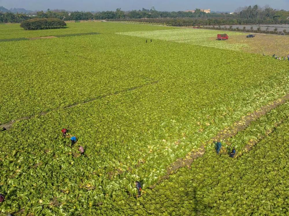 青神县：人勤春早备耕忙