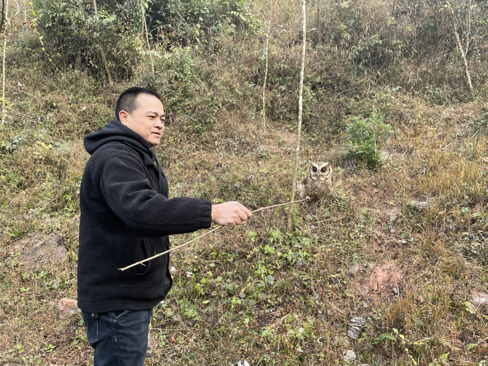 青神县成功救助国家二级保护动物猫头鹰