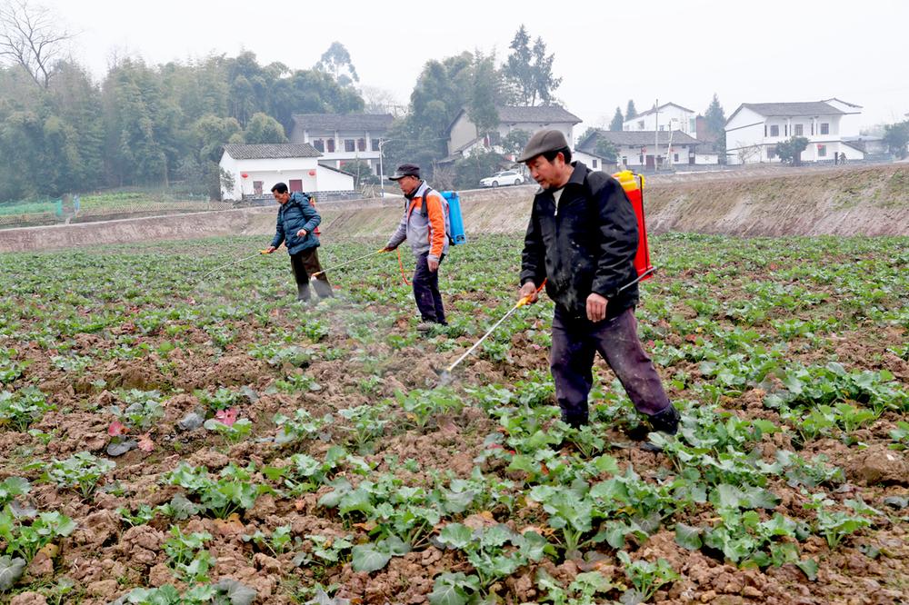 龙台镇：人勤春早田间管理忙