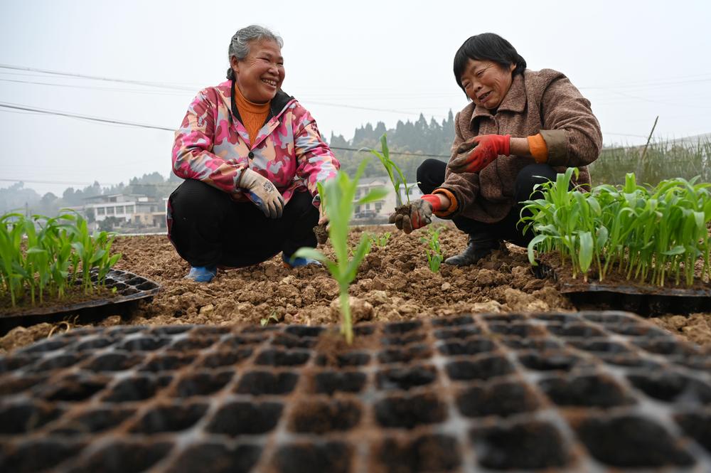 东兴区：鲜食玉米好“钱”景