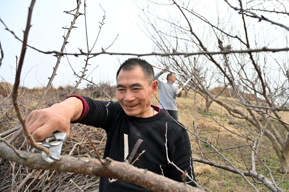 东兴区：抢抓农时修枝忙