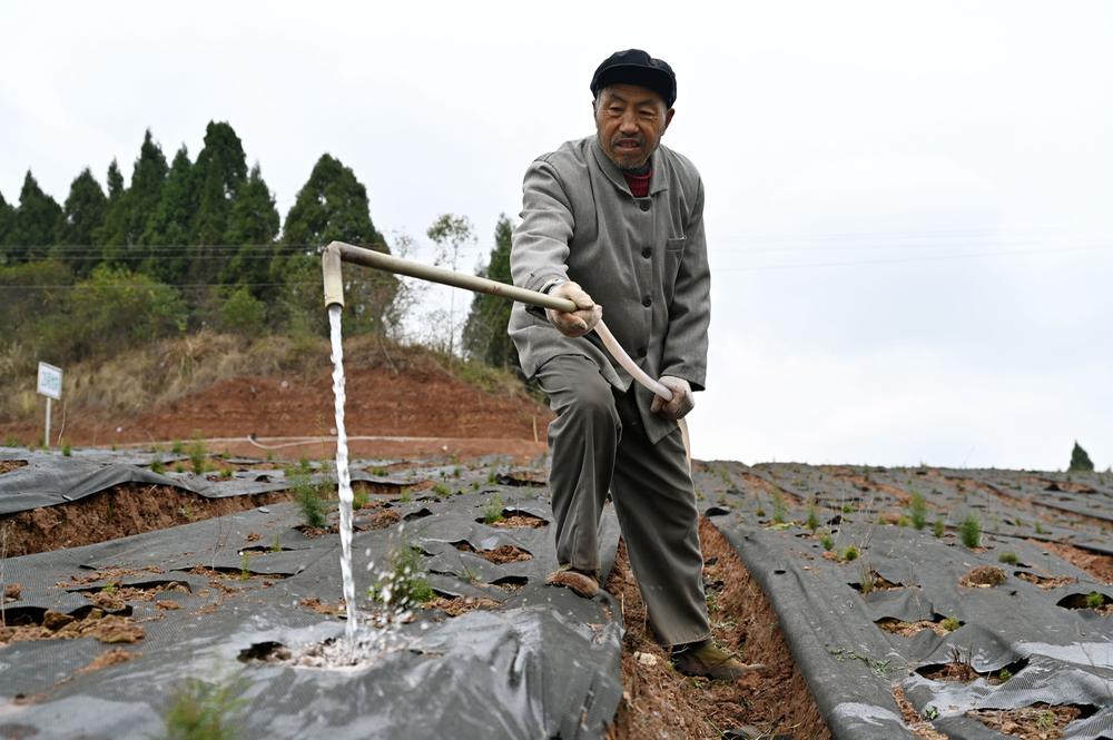 东兴区：天冬春管忙