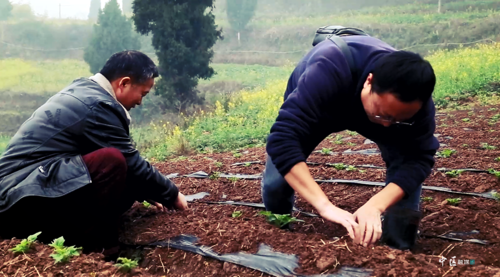 人勤春来早！内江市市中区各地春耕备耕正当时