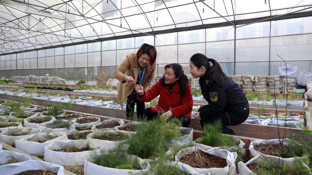 东兴区：以监督实效护航经济社会高质量发展   