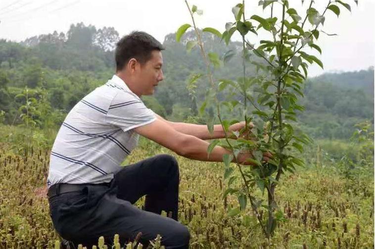 农村致富带头人何平：当好乡村振兴领头雁 走好产业发展致富路