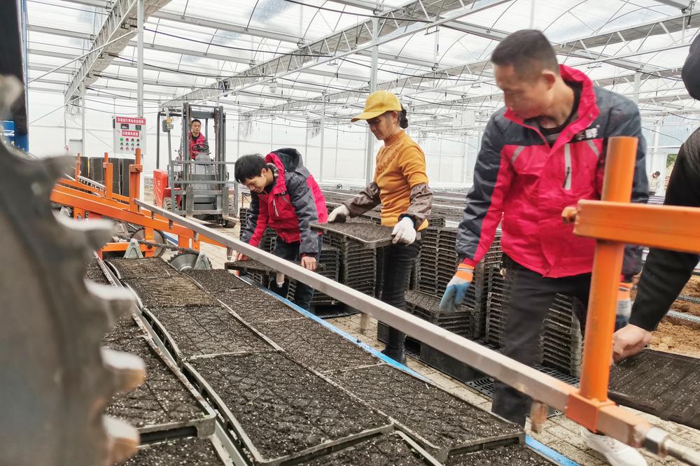 邻水县：工厂化育秧 为大春生产保驾护航