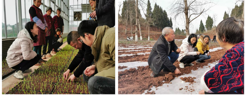 东兴区科协积极组织玉米栽培技术培训