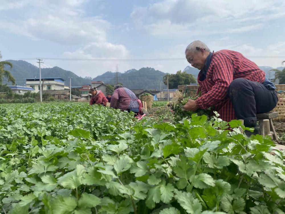 青神：抢收香菜 不误农时备春耕