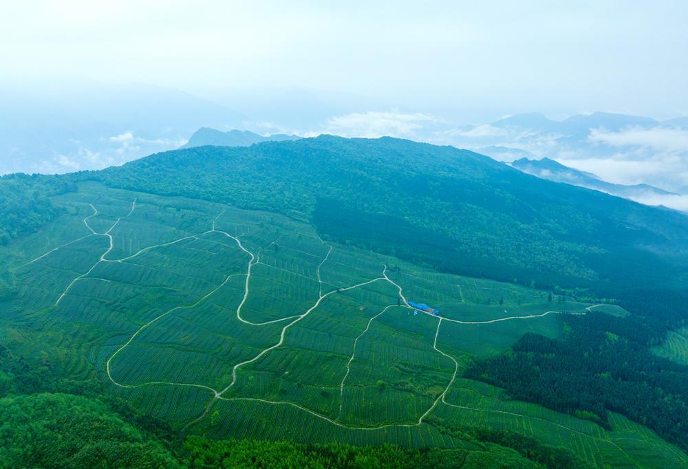 洪雅茶业连续四年喜获国家级殊荣 底气何来？