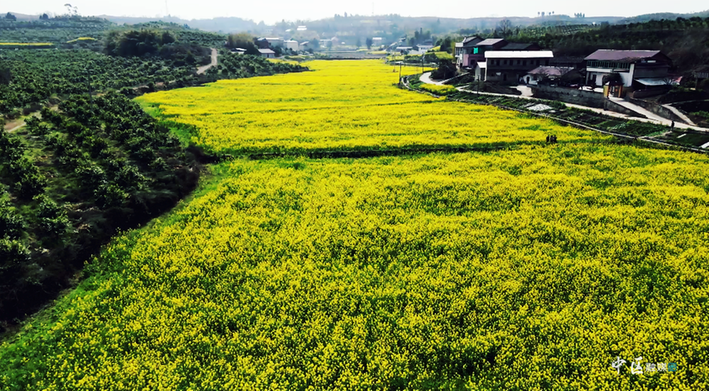 内江市市中区：大力提升农业质效 守牢粮油安全底线