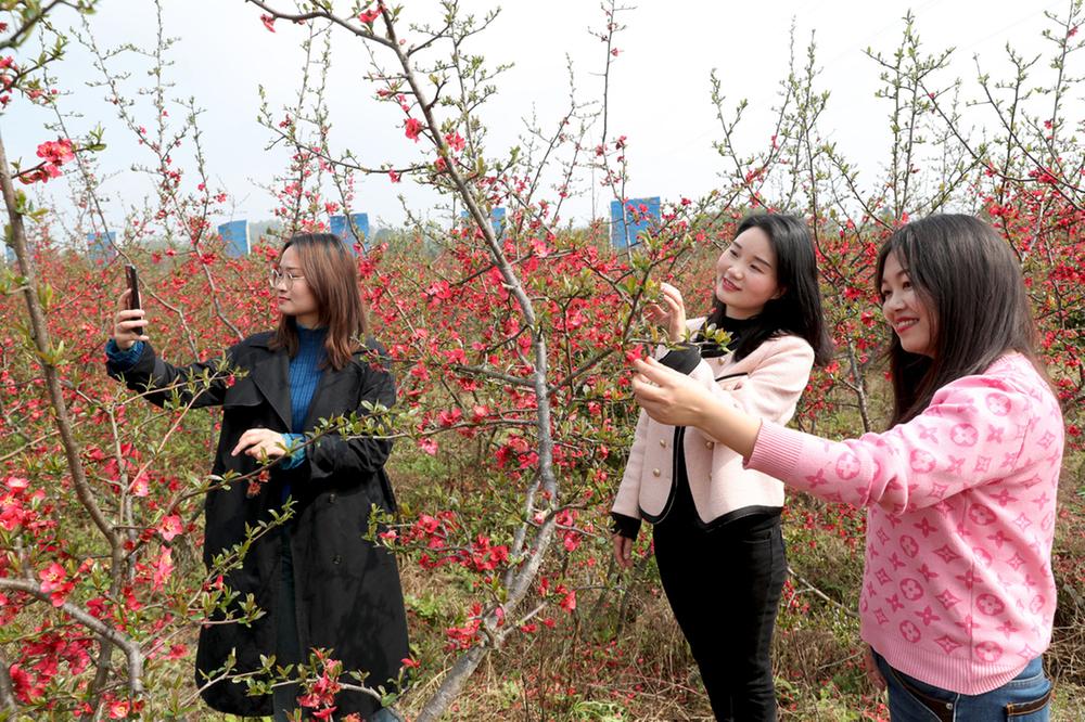 广安：大地花谷醉春风 踏青游玩正当时