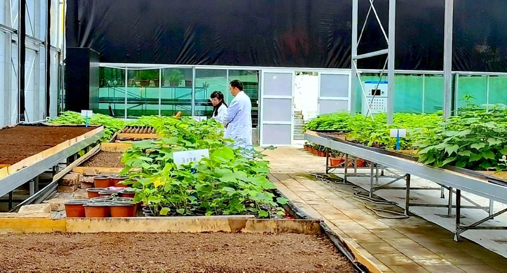 天地共播一粒种 成都市植物园种下“太空芙蓉”