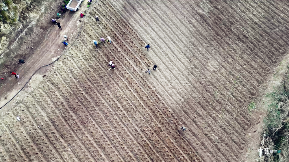 内江市市中区：抢抓农时忙生产 助农增收促振兴