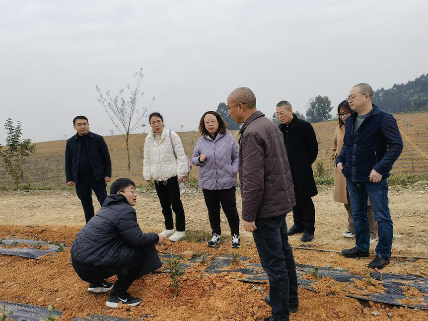 省林草局种苗站调研东坡区油茶产业项目工作