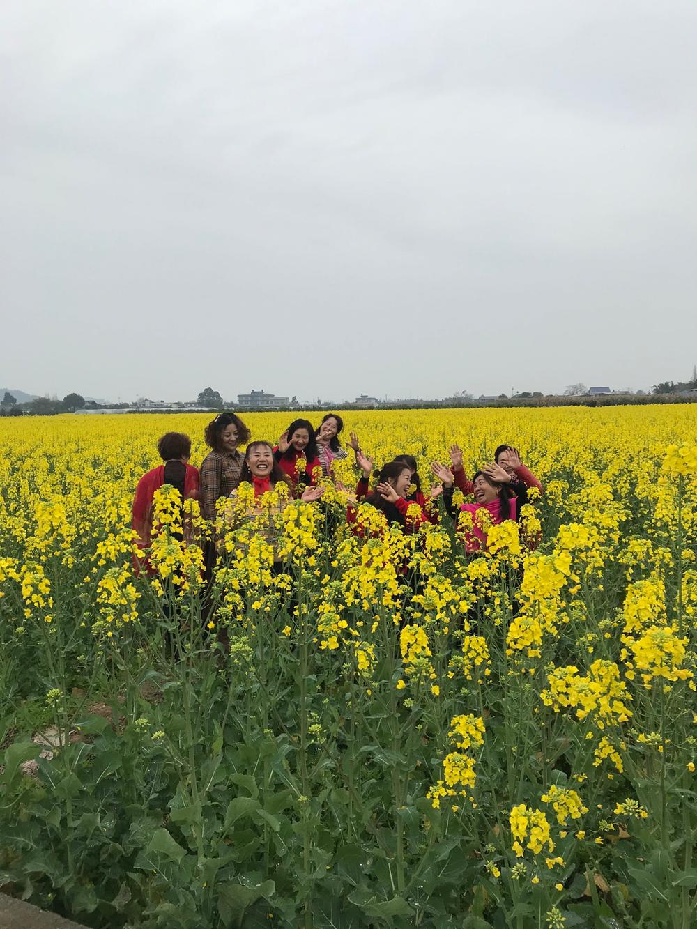 油菜花一开  农家乐生意就来