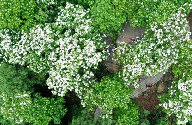 第三届仁寿县乡村文化旅游季宣传推广活动即将拉开序幕