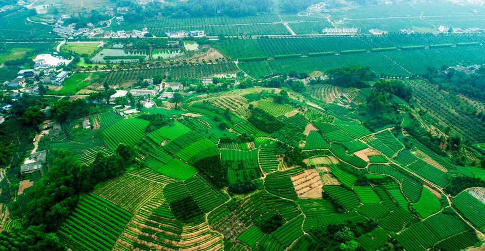 乡村振兴结硕果！青神县万沟村粮食稳、产业强、环境美
