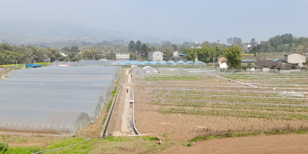 邻水县：兴建大棚争“双赢” 发展产业促振兴