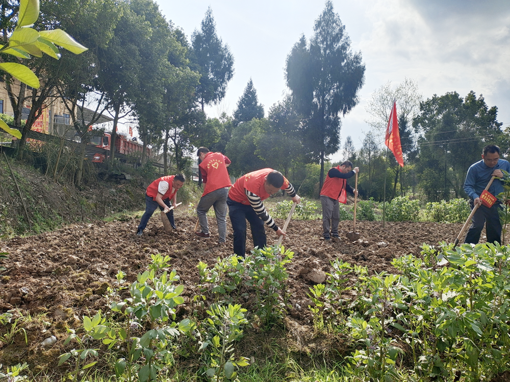 龙滩镇纪委干部开展植树主题活动