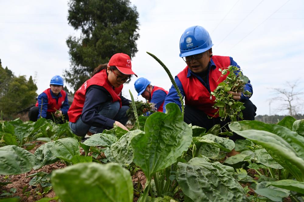东兴区：抗旱保苗夺丰收