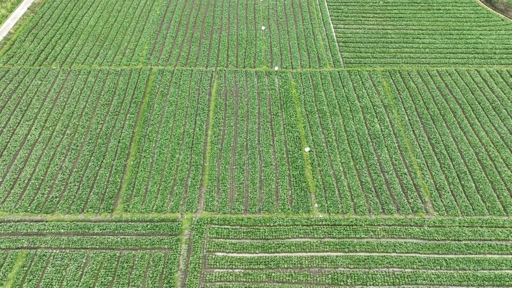 青神县百亩菜苔丰收  农民增收笑开颜