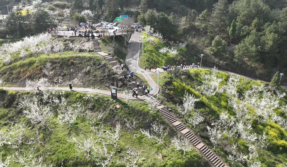 柑子镇：“花经济”带热乡村游