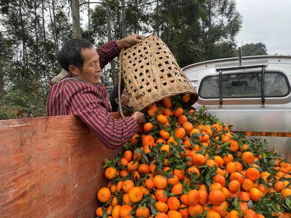 青神县：“马克斗”柑橘丰收 果农采摘忙