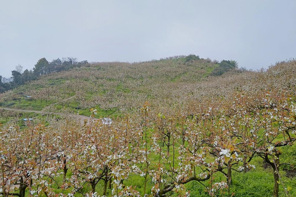 柑子镇：阳春三月天  邂逅梨花开