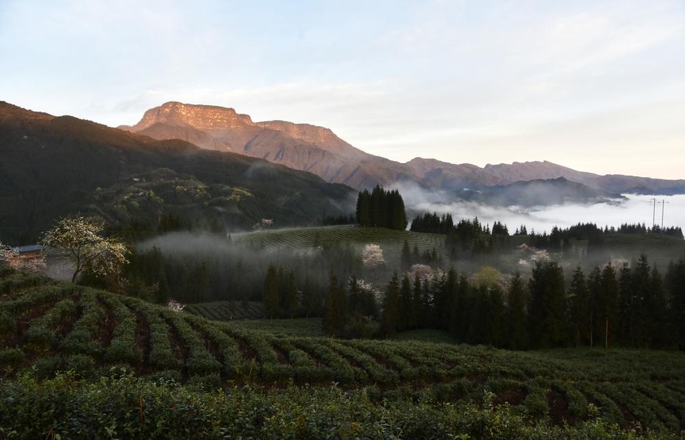 洪雅：“瓦屋春雪”高山绿茶香