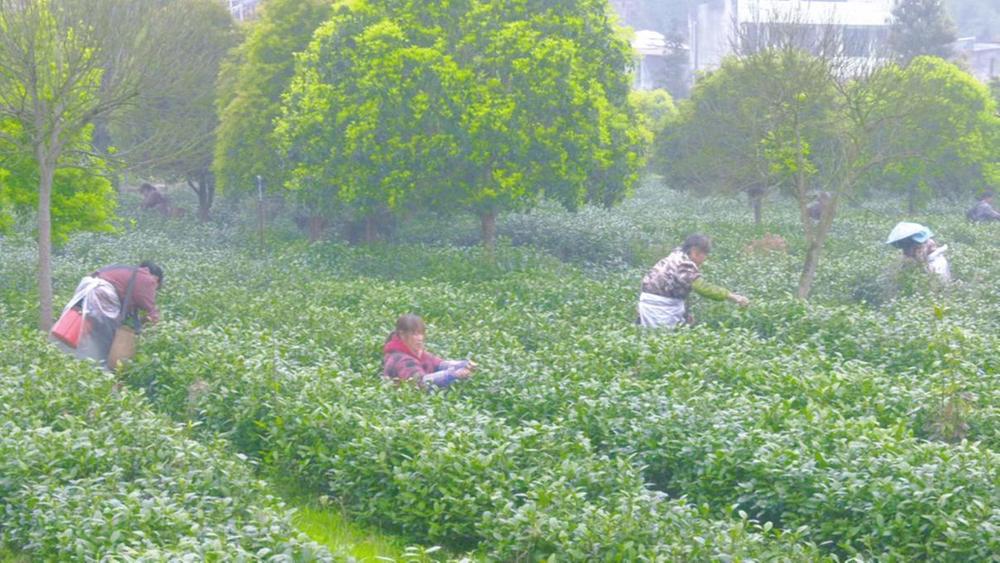 青神县：坐着公交去采茶