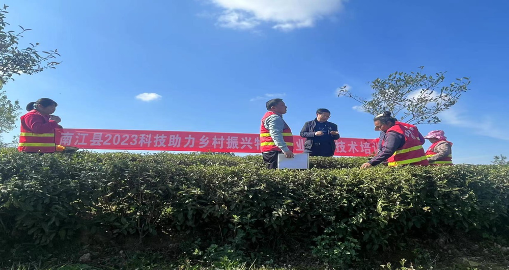 南江县科技特派专家深入茶园指导茶叶采摘技术