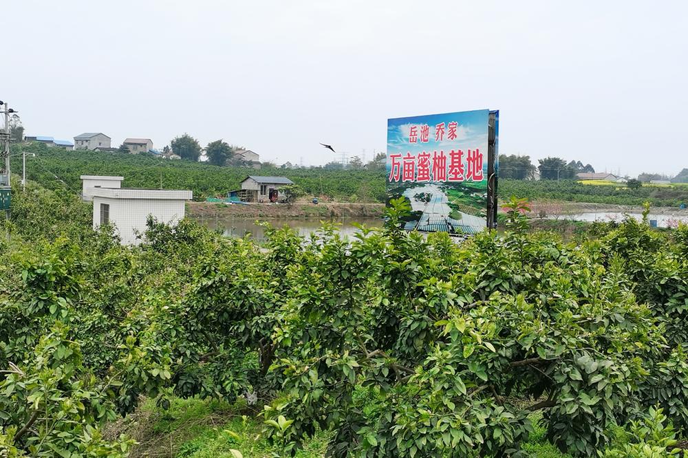 乔家镇打造万亩蜜柚之乡
