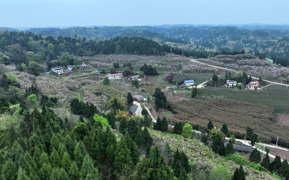 东兴区：樱花烂漫春光美