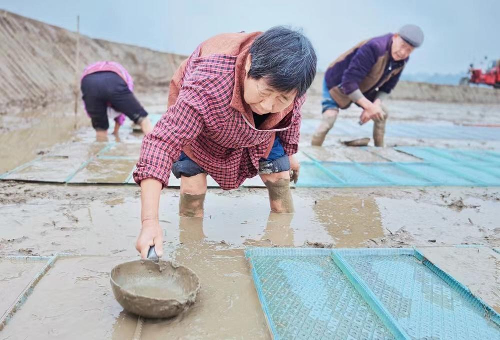 青神县：春回大地暖 育秧正当时