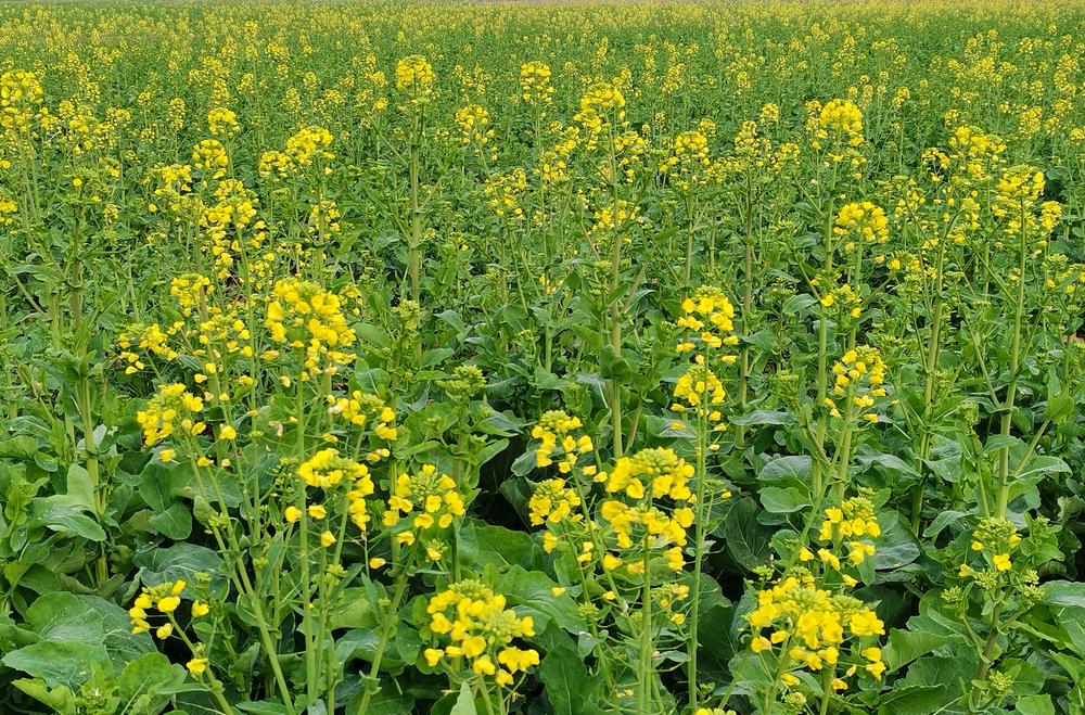 构建产业发展 改善人居环境 谱写乡村振兴新篇章