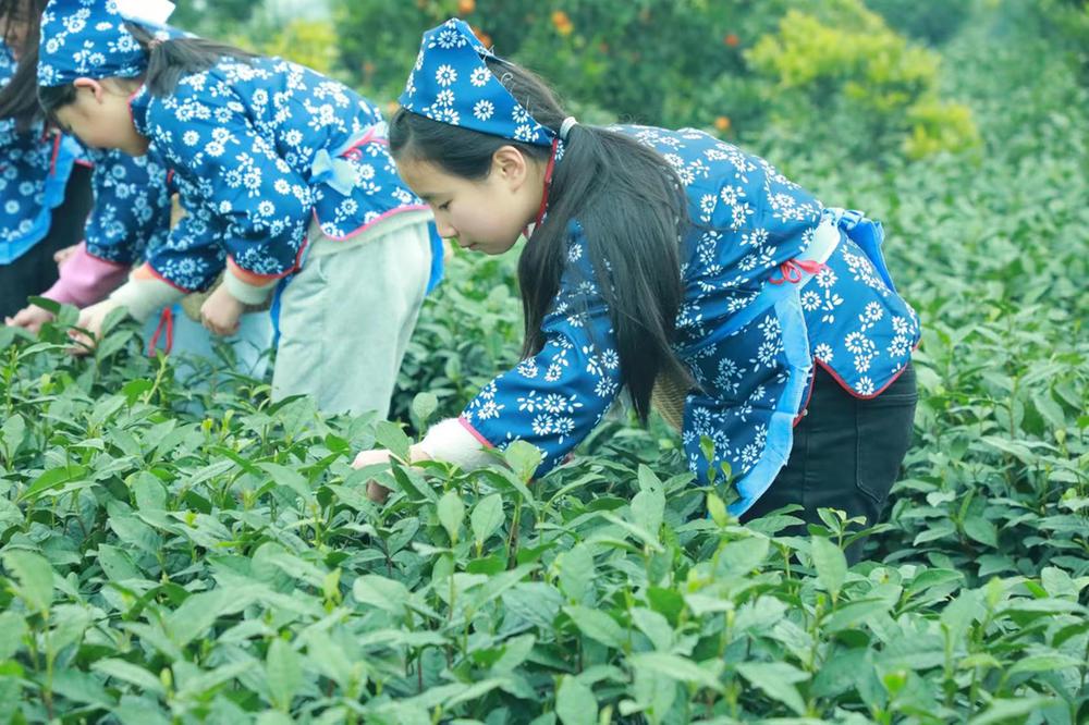 青神：春茶又飘香 茶农采摘忙