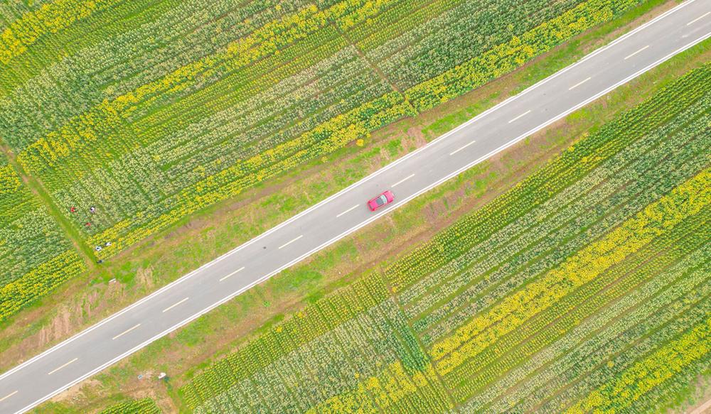 岳池县：油菜花田美如画