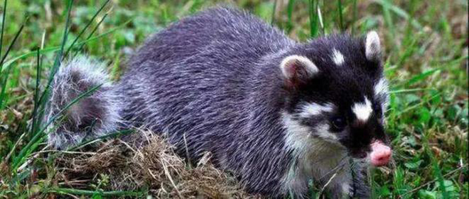 “小可爱”偷食，被抓现行！