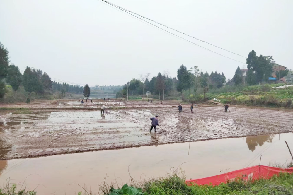 护安镇：春耕正当时 水稻育秧忙