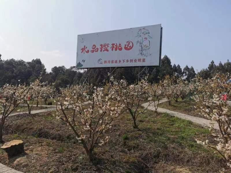 犍为县：樱桃花开茶飘香 体味“春”的气息