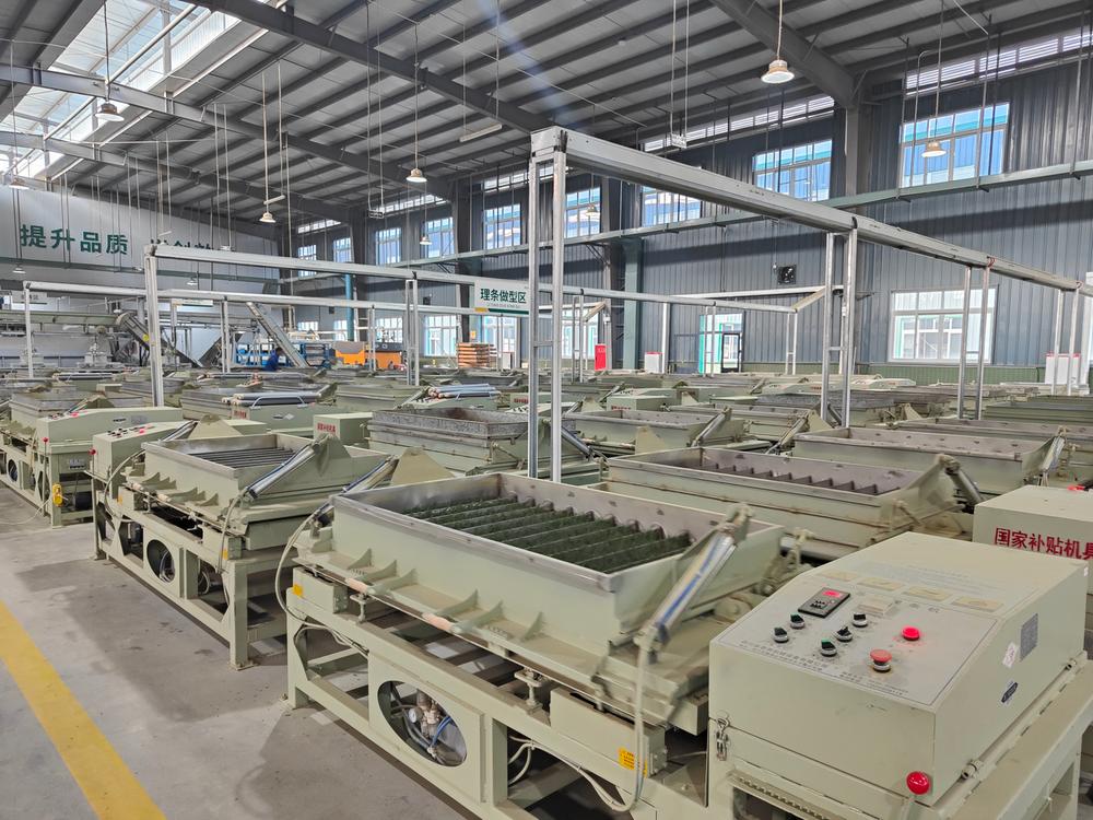 洪雅县春茶生产加工忙