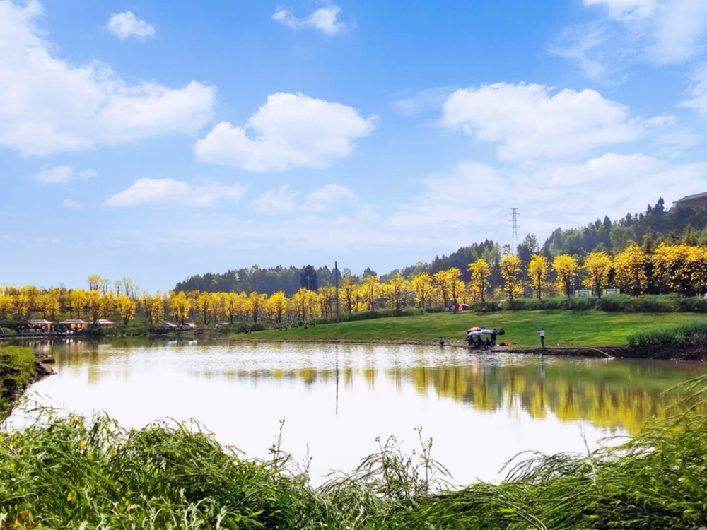 简阳邀您共赴一场黄花风铃木的盛宴